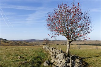 Landscape with stone wall and European Rowan