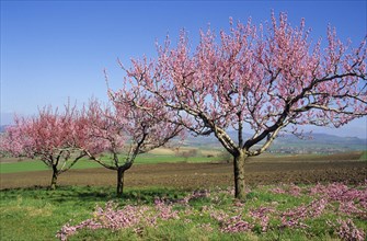 Peach trees (Prunus persica) with cut blossoms