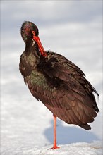Black Stork (Ciconia nigra) preening