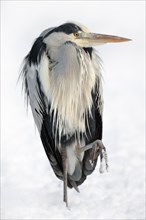 Grey Heron (Ardea cinerea) in winter