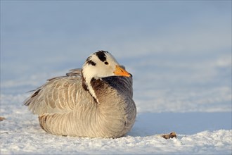 Bar-headed Goose (Anser indicus) in the snow