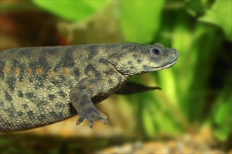 Spanish ribbed newt (Pleurodeles waltl)