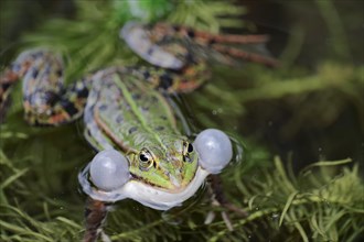 Water frog (Rana esculenta)