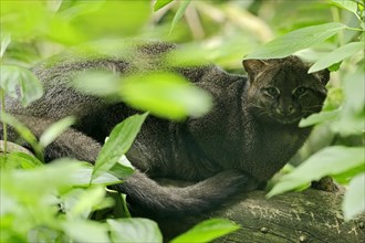 Jaguarundi (Herpailurus yagouaroundi