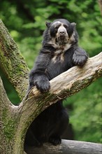 Spectacled or Andean Bear (Tremarctos ornatus)