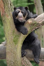 Spectacled or Andean Bear (Tremarctos ornatus)