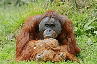 Sumatran Orangutan (Pongo pygmaeus abelii