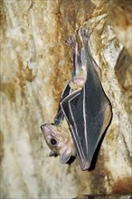 Egyptian fruit bat or Egyptian rousette (Rousettus aegyptiacus)