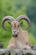 Barbary sheep (Ammotragus lervia)