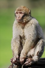 Barbary macaque or Barbary ape (Macaca sylvanus