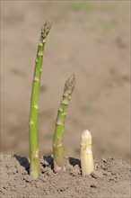 Green asparagus (Asparagus officinalis) growing on a field