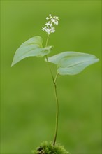 False lily of the valley or May lily (Maianthemum bifolium)