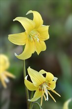 Yellow avalanche lily