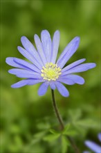 Blue Anemone or Grecian Windflower (Anemone apennina