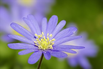 Blue Anemone or Grecian Windflower (Anemone apennina
