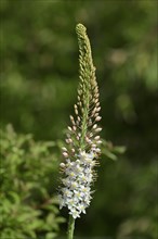 Foxtail Lily (Eremurus robustus)