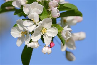 Apple tree (Malus sp.)