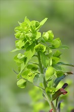 Wood spurge (Euphorbia amygdaloides)