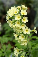 Oxlip or True Oxlip (Primula elatior)