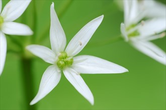Ramsons (Allium ursinum) flower