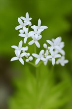 Woodruff or Sweet Woodruff (Galium odoratum) flowers