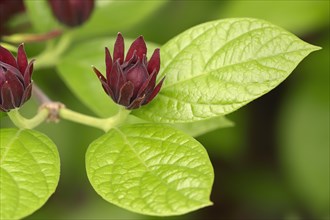 Carolina Sweetshrub (Calycanthus floridus)