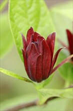 Carolina Sweetshrub (Calycanthus floridus)
