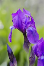 Japanese Iris (Iris ensata