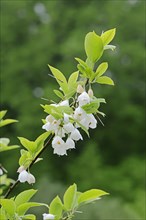 Mountain Silverbell (Halesia monticola)