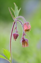 Water Avens or Purple Avens (Geum rival)