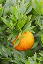 Chinotto orange (Citrus aurantium myrtifolia)