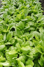 Vegetable patch with Spinach (Spinacia oleracea)