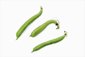 Broad beans or fava beans (Vicia faba)