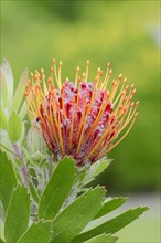 Protea or Pincushion plant