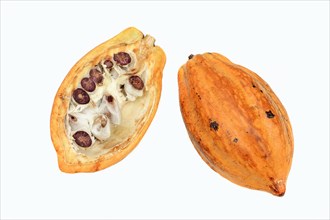 Halved fruit with cocoa beans (Theobroma cacao)