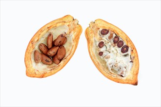 Halved fruit with cocoa beans (Theobroma cacao)