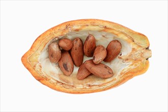 Opened cocoa fruit with cocoa beans (Theobroma cacao)