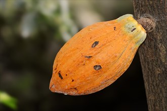 Cacao fruit growing on a cocoa tree (Theobroma cacao)