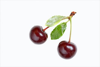 Cherries (Prunus avium)