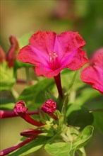 Four o'clock flower or Marvel of Peru (Mirabilis jalapa)