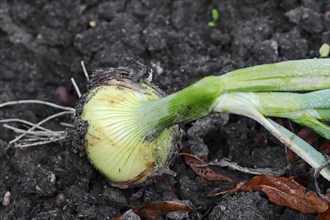 Onion or Bulb Onion (Allium cepa)