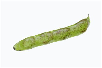 Broad bean or fava bean (Vicia faba)