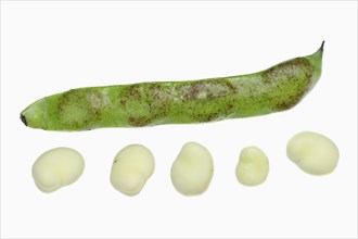 Broad bean or fava bean (Vicia faba)