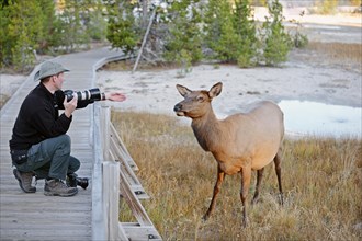 Wildlife photographer taking a photo of a Wapiti Deer (Cervus canadensis)