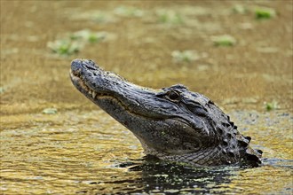 American Alligator (Alligator mississippiensis) in the water