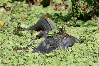 American Alligator (Alligator mississippiensis) surrounded by Water Cabbage or Water Lettuce (Pistia stratiotes)