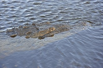 American Crocodile (Crocodylus acutus) in the water
