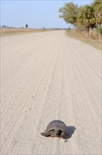 Gopher Tortoise (Gopherus polyphemus) on an unpaved road