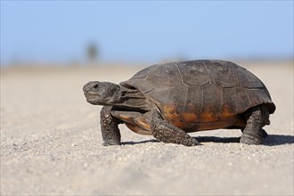 Gopher Tortoise (Gopherus polyphemus) on an unpaved road