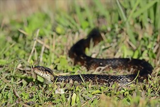 Florida Banded Water Snake (Nerodia fasciata pictiventris)